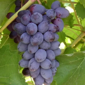 Fredonia Black Grape Plant - Sweet Grapevine Vitis Labrusca - Live Starter Plant