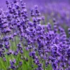 French Lavender Plant Phenomenal Fragrant Herb Easy-to-Grow