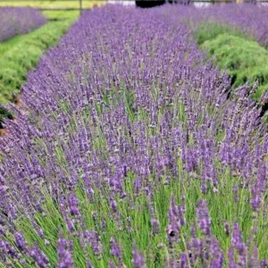 French Lavender Plant Phenomenal Fragrant Herb Easy-to-Grow
