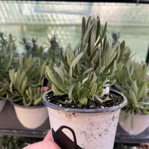 French Lavender Plant Phenomenal Fragrant Herb Easy-to-Grow