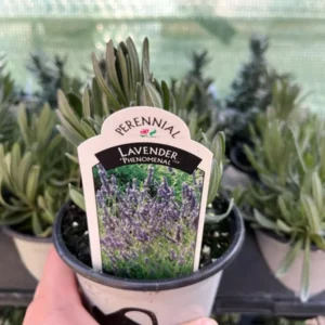 French Lavender Plant Phenomenal Fragrant Herb Easy-to-Grow