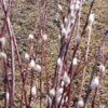 French Pussy Willow Plant - 12 to 24in Salix Caprea Deciduous Shrub - Live Plant