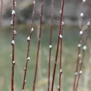 French Pussy Willow Plant - 12 to 24in Salix Caprea Deciduous Shrub - Live Plant