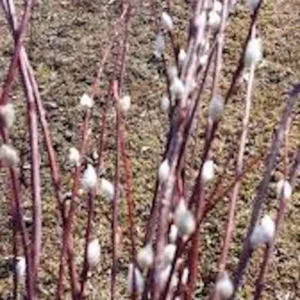 French Pussy Willow Plant - 12 to 24in Salix Caprea Deciduous Shrub - Live Plant