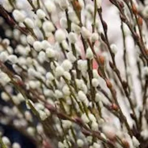 French Pussy Willow Plant - 12 to 24in Salix Caprea Deciduous Shrub - Live Plant