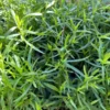 French Tarragon Herb Live Plant - Healthy Starter for Culinary Gardens