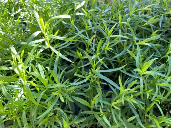 French Tarragon Herb Live Plant - Healthy Starter for Culinary Gardens