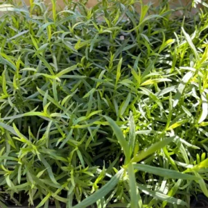 French Tarragon Herb Live Plant - Healthy Starter for Culinary Gardens