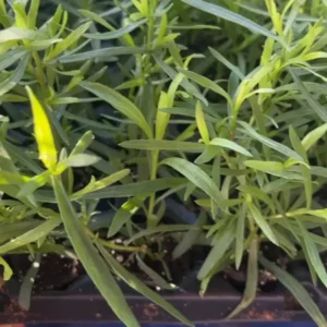 French Tarragon Herb Live Plant - Healthy Starter for Culinary Gardens
