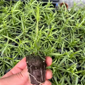French Tarragon Herb Live Plant - Healthy Starter for Culinary Gardens