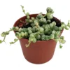Frosted String of Pearls Plant - Senecio t in 2.5" Pot - Trailing Succulent