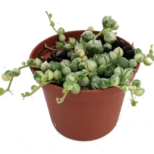 Frosted String of Pearls Plant - Senecio t in 2.5