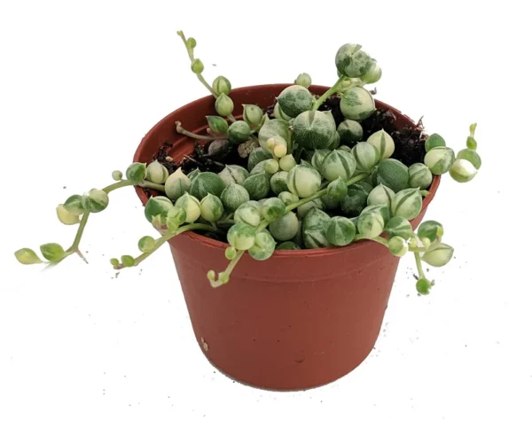 Frosted String of Pearls Plant - Senecio t in 2.5" Pot - Trailing Succulent