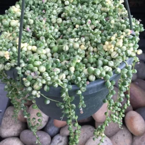Frosted String of Pearls Plant - Senecio t in 2.5" Pot - Trailing Succulent