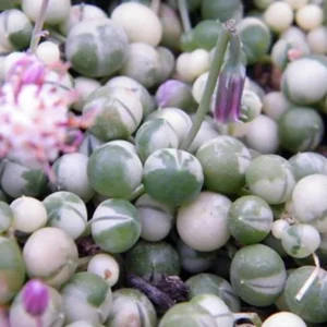 Frosted String of Pearls Plant - Senecio t in 2.5