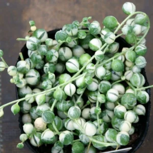 Frosted String of Pearls Plant - Senecio t in 2.5
