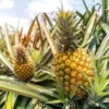Fruiting Pineapple Plant - Ananas comosus - 6 Inch Pot - Tropical Fruit