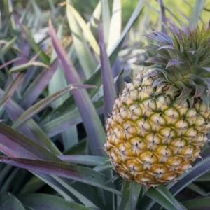Fruiting Pineapple Plant - Ananas comosus - 6 Inch Pot - Tropical Fruit