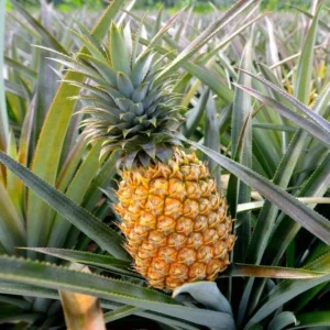 Fruiting Pineapple Plant - Ananas comosus - 6 Inch Pot - Tropical Fruit