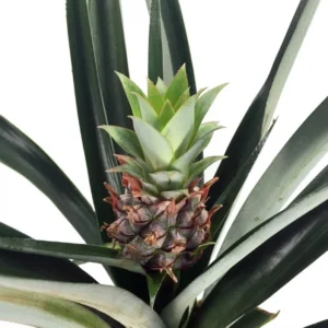 Fruiting Pineapple Plant - Ananas comosus - 6 Inch Pot - Tropical Fruit