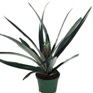 Fruiting Pineapple Plant - Ananas comosus - 6 Inch Pot - Tropical Fruit