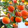 Fuyu Persimmon Tree - 6" to 1 Ft Live Plant - Diospyros Kaki Fruit Sapling Seedling
