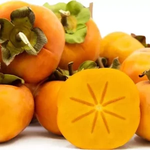 Fuyu Persimmon Tree - 6" to 1 Ft Live Plant - Diospyros Kaki Fruit Sapling Seedling