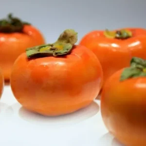 Fuyu Persimmon Tree - 6