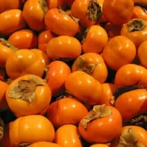 Fuyu Persimmon Tree - 6