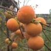 Fuyu Persimmon Tree Live Plant - 1-2 Ft Sapling - Diospyros Kaki Fruit Tree - Orange
