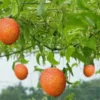 Gac Fruit Seeds - Sweet Gourd - 10 Seeds - Momordica CochinchinensisSeeds