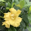 Gardenia Jasminoides Golden Magic Live Plant 25 to 30" 3 Gallon White Ivory Fragrant Shrub