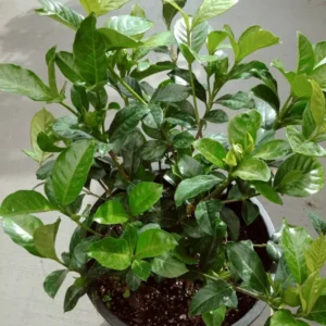 Gardenia Jasminoides Golden Magic Live Plant 25 to 30