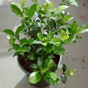 Gardenia Jasminoides Golden Magic Live Plant 25 to 30