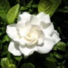 Gardenia Jasminoides Plant - 10-12 inch Height - 4 inch Pot - Fragrant White Flowers