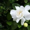 Gardenia Jasminoides 'Veitchii' Live Plant - 3 to 4 ft Shrub - Ivory Flowers - Easy Care