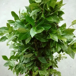 Gardenia Jasminoides 'Veitchii' Live Plant - 3 to 4 ft Shrub - Ivory Flowers - Easy Care