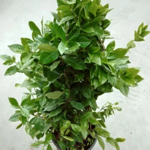 Gardenia Jasminoides 'Veitchii' Live Plant - 3 to 4 ft Shrub - Ivory Flowers - Easy Care