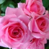 Gene Boerner Rose Tree Live Plant - Floribunda Rose - Tall - Pink Flower - Unbranded