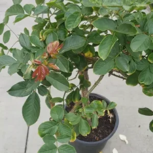 Gene Boerner Rose Tree Live Plant - Floribunda Rose - Tall - Pink Flower - Unbranded