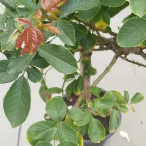 Gene Boerner Rose Tree Live Plant - Floribunda Rose - Tall - Pink Flower - Unbranded