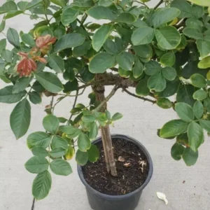 Gene Boerner Rose Tree Live Plant - Floribunda Rose - Tall - Pink Flower - Unbranded