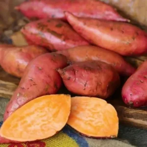 Georgia Jet Sweet Potato Slips - 10 Sweet Potato Vine Plants