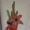 Giant Starfish Cactus Stapelia Grandiflora 4 Pot Succulent Plant