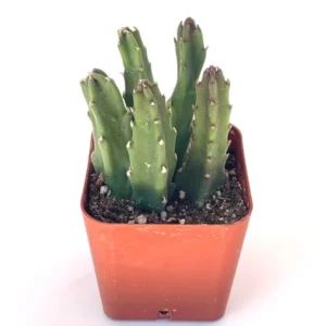 Giant Starfish Cactus Stapelia Grandiflora 4 Pot Succulent Plant