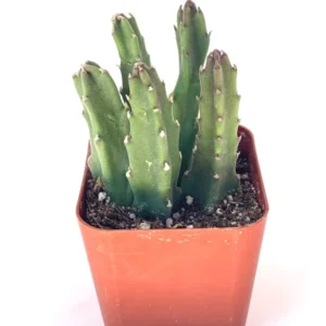 Giant Starfish Cactus Stapelia Grandiflora 4 Pot Succulent Plant