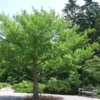 Ginkgo Biloba Maidenhair Tree Plant - 6-12 Inch Potted Ginkgo