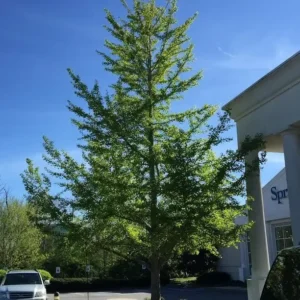 Ginkgo Biloba Maidenhair Tree Plant - 6-12 Inch Potted Ginkgo