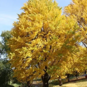 Ginkgo Biloba Maidenhair Tree Plant - 6-12 Inch Potted Ginkgo