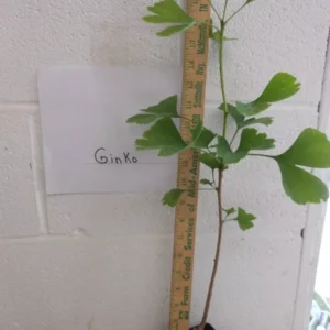 Ginkgo Biloba Maidenhair Tree Plant - 6-12 Inch Potted Ginkgo